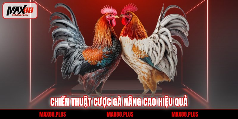 Chiến thuật cược gà nâng cao hiệu quả
