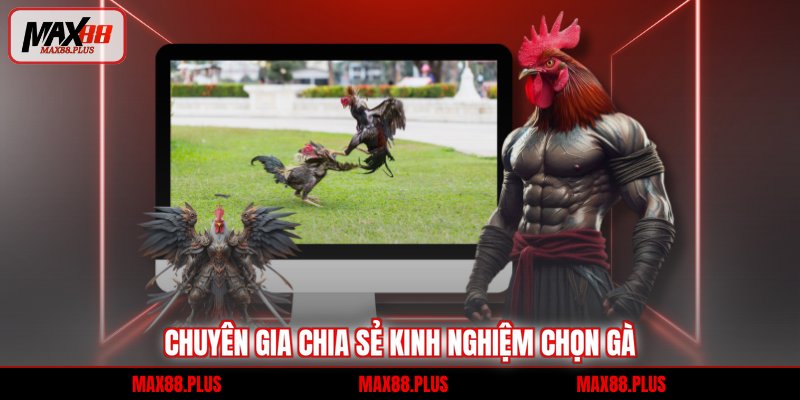 Chuyên gia chia sẻ kinh nghiệm chọn gà