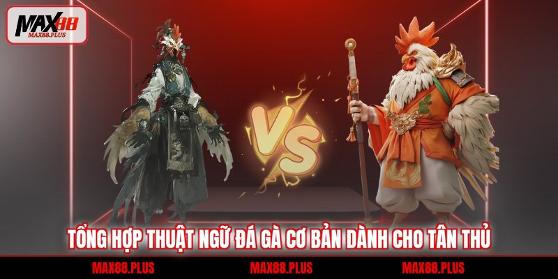 Tổng hợp thuật ngữ đá gà cơ bản dành cho tân thủ